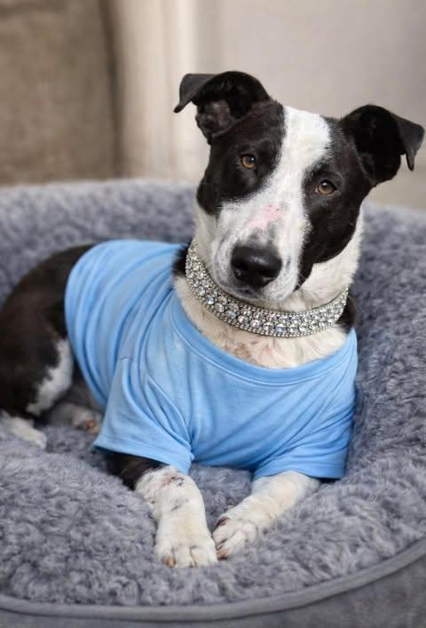 Ollie, Adoptable, Adult Male Corgi & Border Collie.