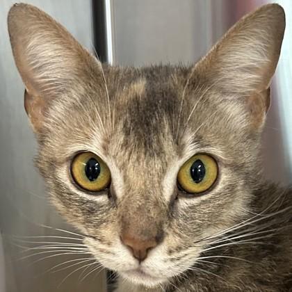Mimi Imfirst, a Adoptable mixed breed in Pleasanton, CA image 1/3
