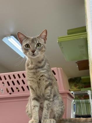 Enlarge Mimi Imfirst, a Adoptable mixed breed in Pleasanton, CA image 2/3