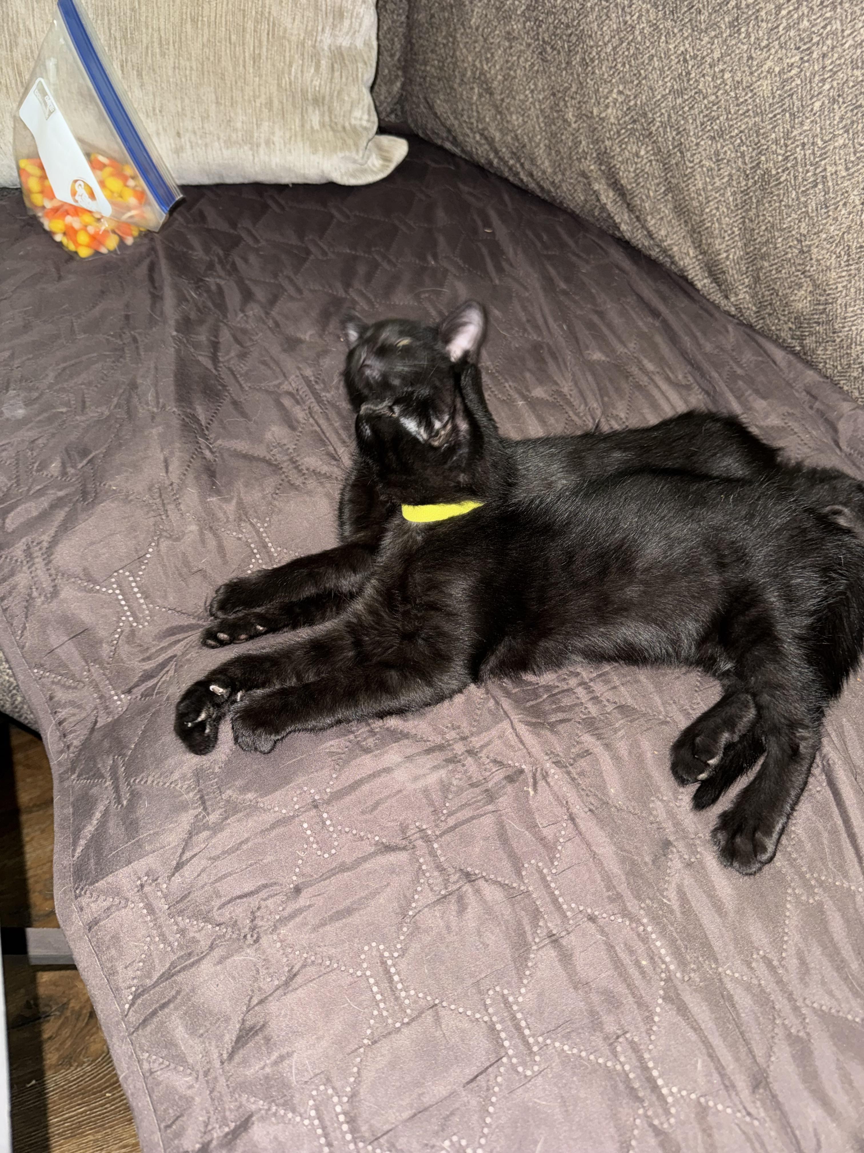 Enlarge Koa, a Adoptable Domestic Short Hair in Diamond Springs, CA image 3/6
