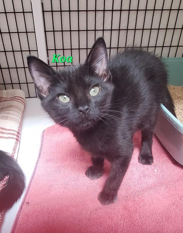 Enlarge Koa, a Adoptable Domestic Short Hair in Diamond Springs, CA image 4/6