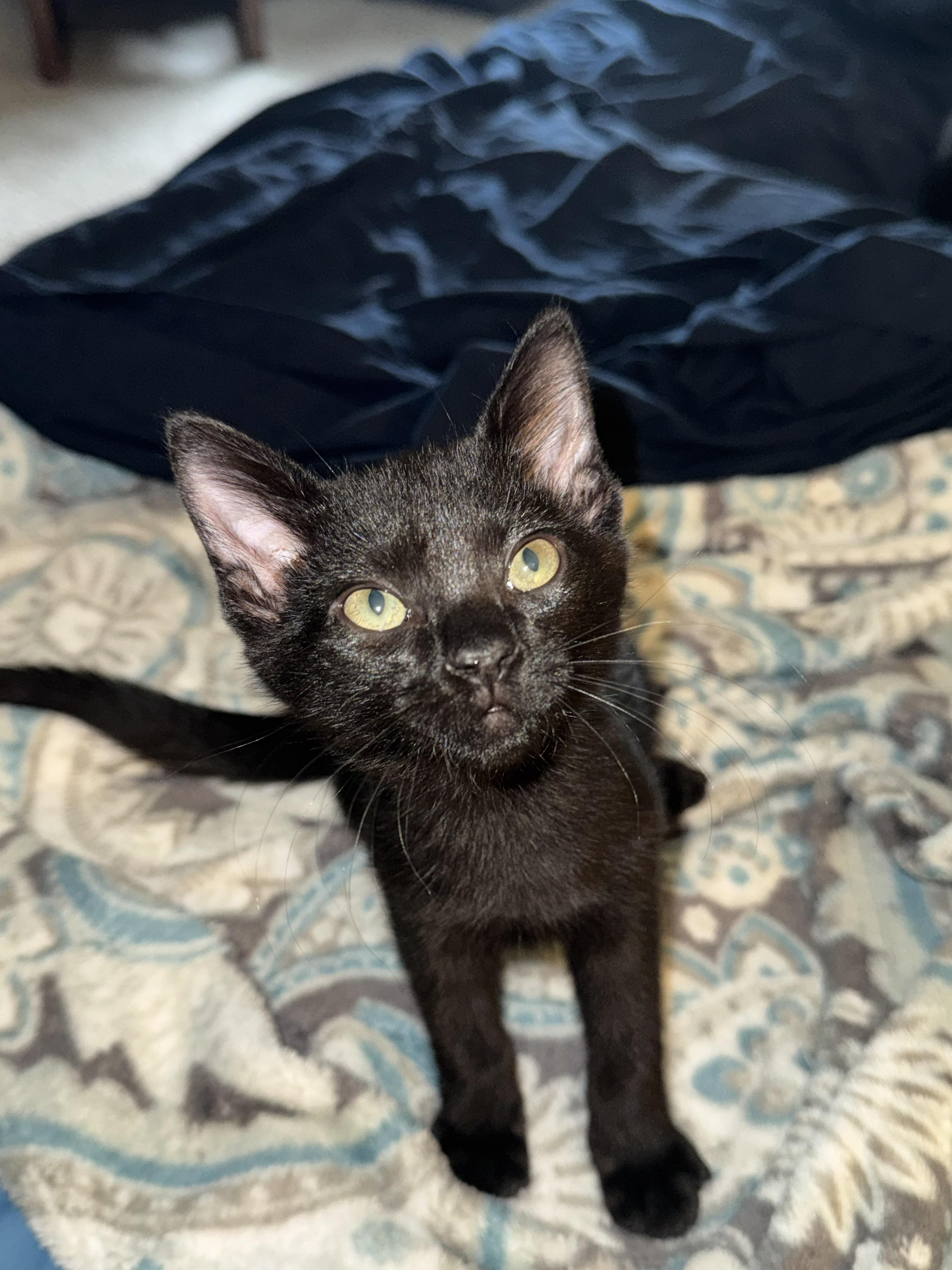 Enlarge Koa, a Adoptable Domestic Short Hair in Diamond Springs, CA image 6/6