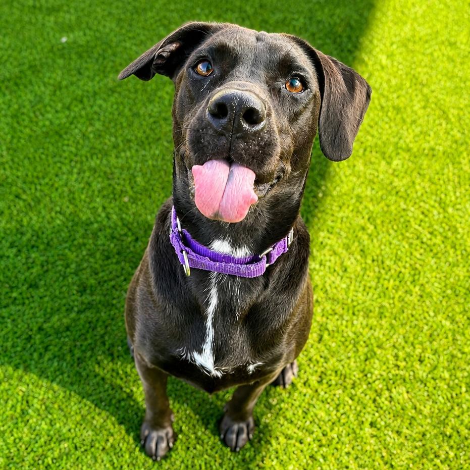 Savannah, Adoptable, Adult Female Mixed Breed.