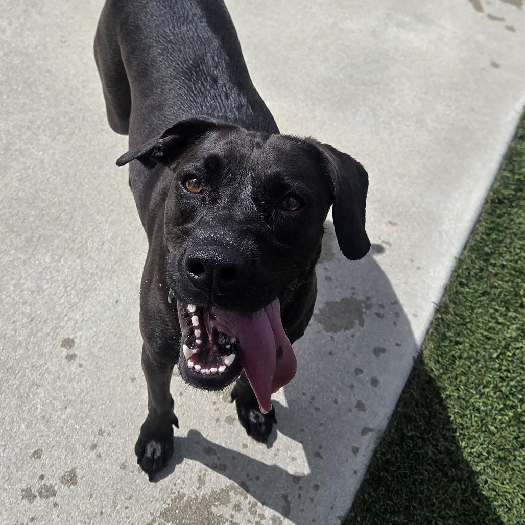 Savannah, a Adoptable Mixed Breed in Bradenton, FL image 1/3