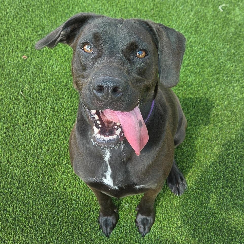 Enlarge Savannah, a Adoptable Mixed Breed in Bradenton, FL image 2/5