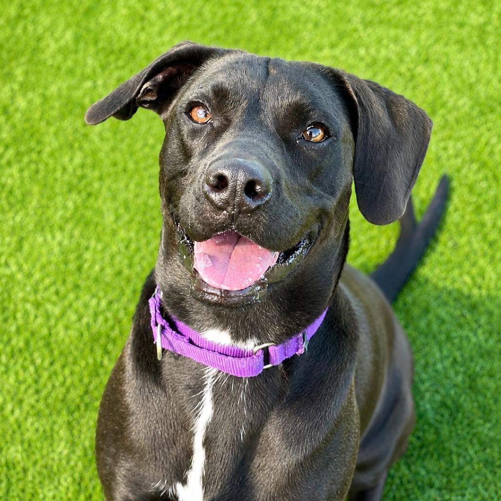 Enlarge Savannah, a Adoptable Mixed Breed in Bradenton, FL image 4/5