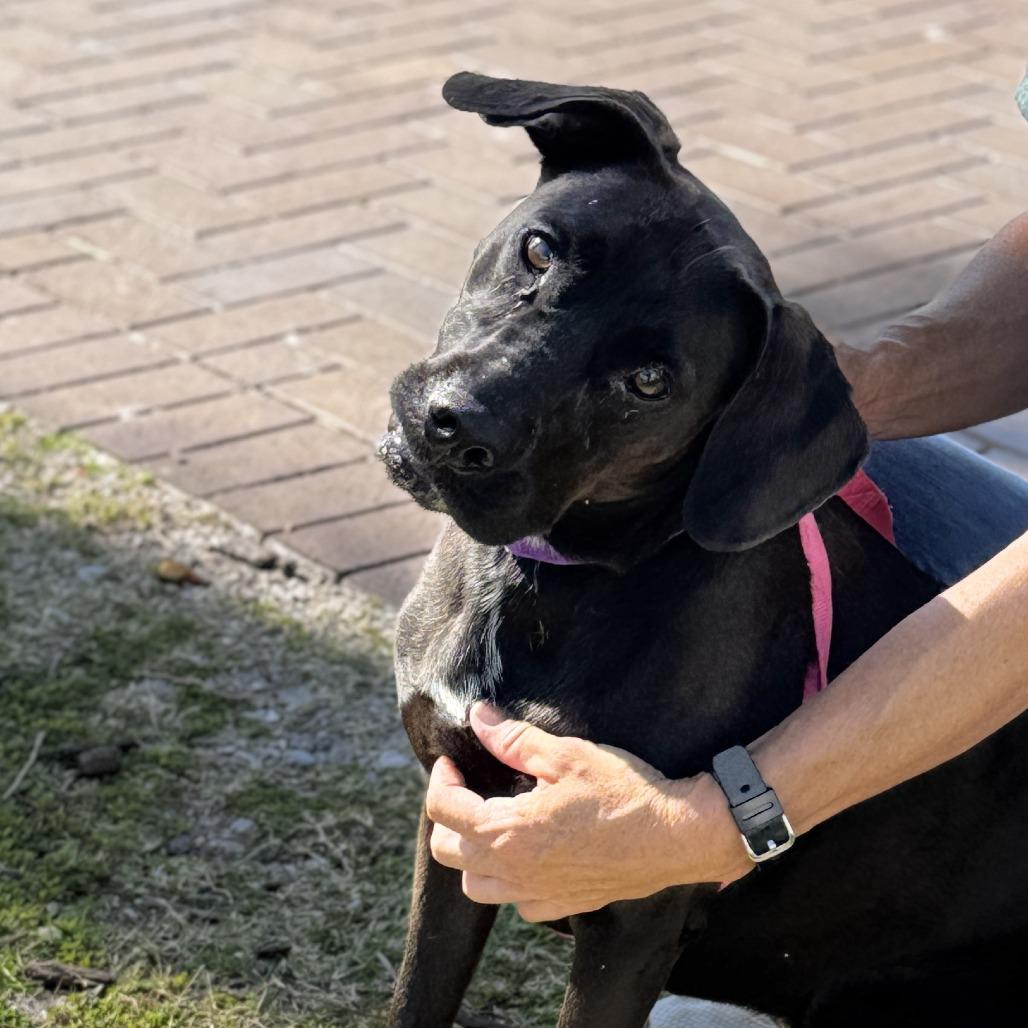 Savannah, Adoptable, Adult Female Mixed Breed.