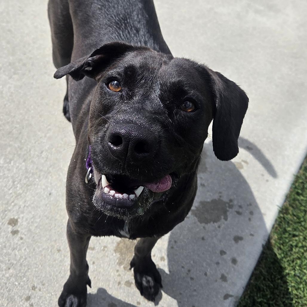 Savannah, a Adoptable Mixed Breed in Bradenton, FL image 3/3
