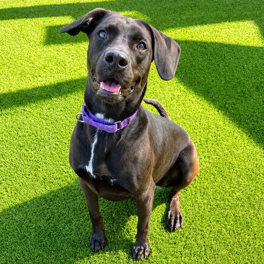 Enlarge Savannah, a Adoptable Mixed Breed in Bradenton, FL image 5/5