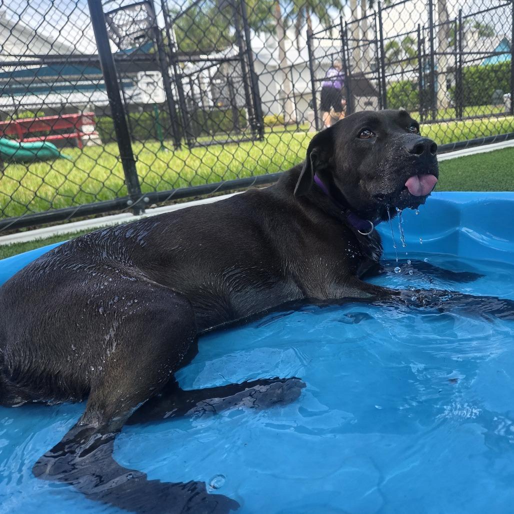 Savannah, a Adoptable Mixed Breed in Bradenton, FL image 6/6