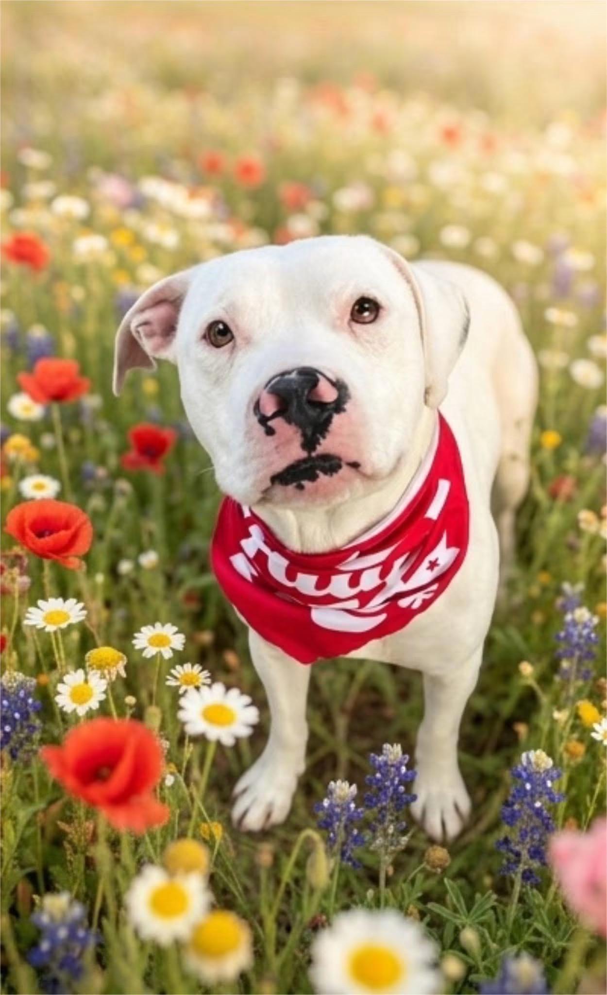 Enlarge Rocky, a Adoptable Dogo Argentino in Tyler, TX image 1/1