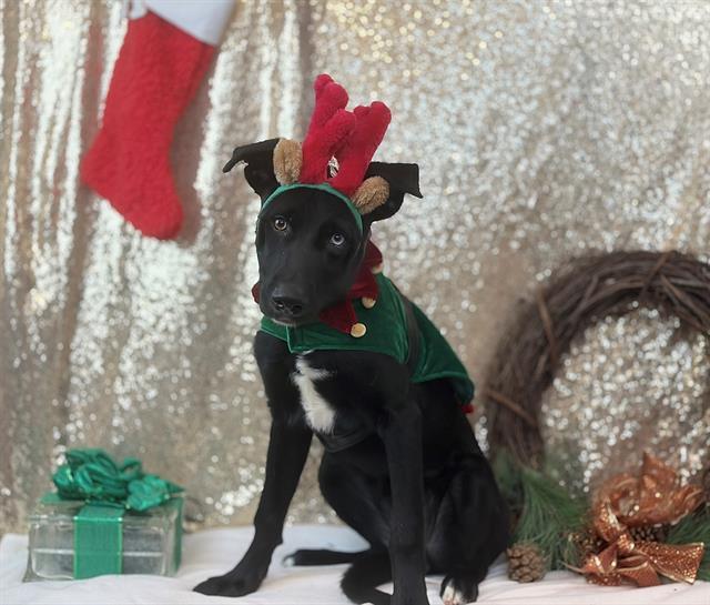 Enlarge JESTER, a Adoptable mixed breed in Fairfield, CA image 1/1