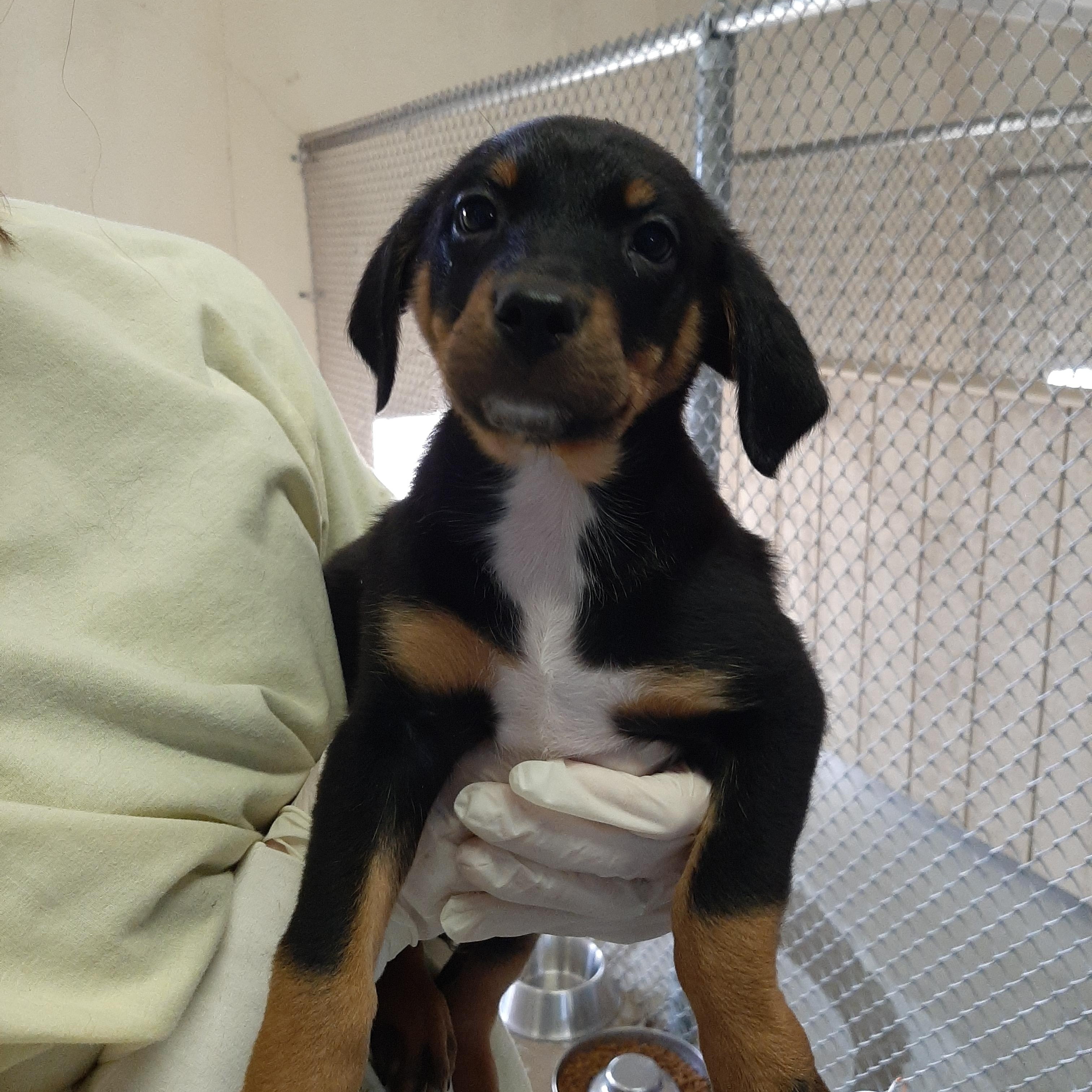 Bali, an adoptable mixed breed in Lake Odessa, MI image 3/6