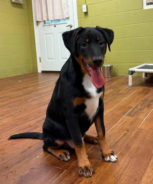 Bali, an adopted mixed breed in Lake Odessa, MI image 1/6