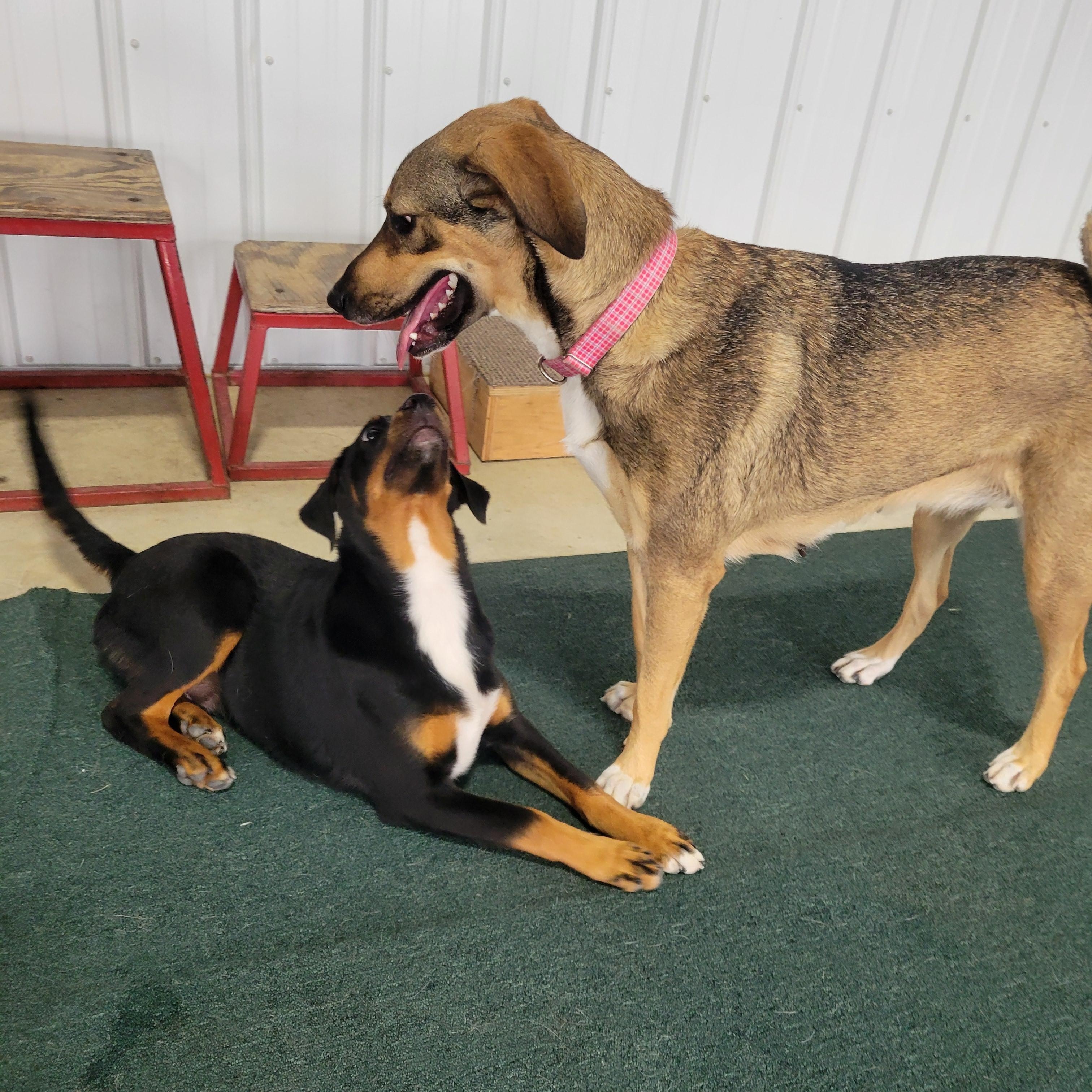 Bali, an adopted mixed breed in Lake Odessa, MI image 3/6