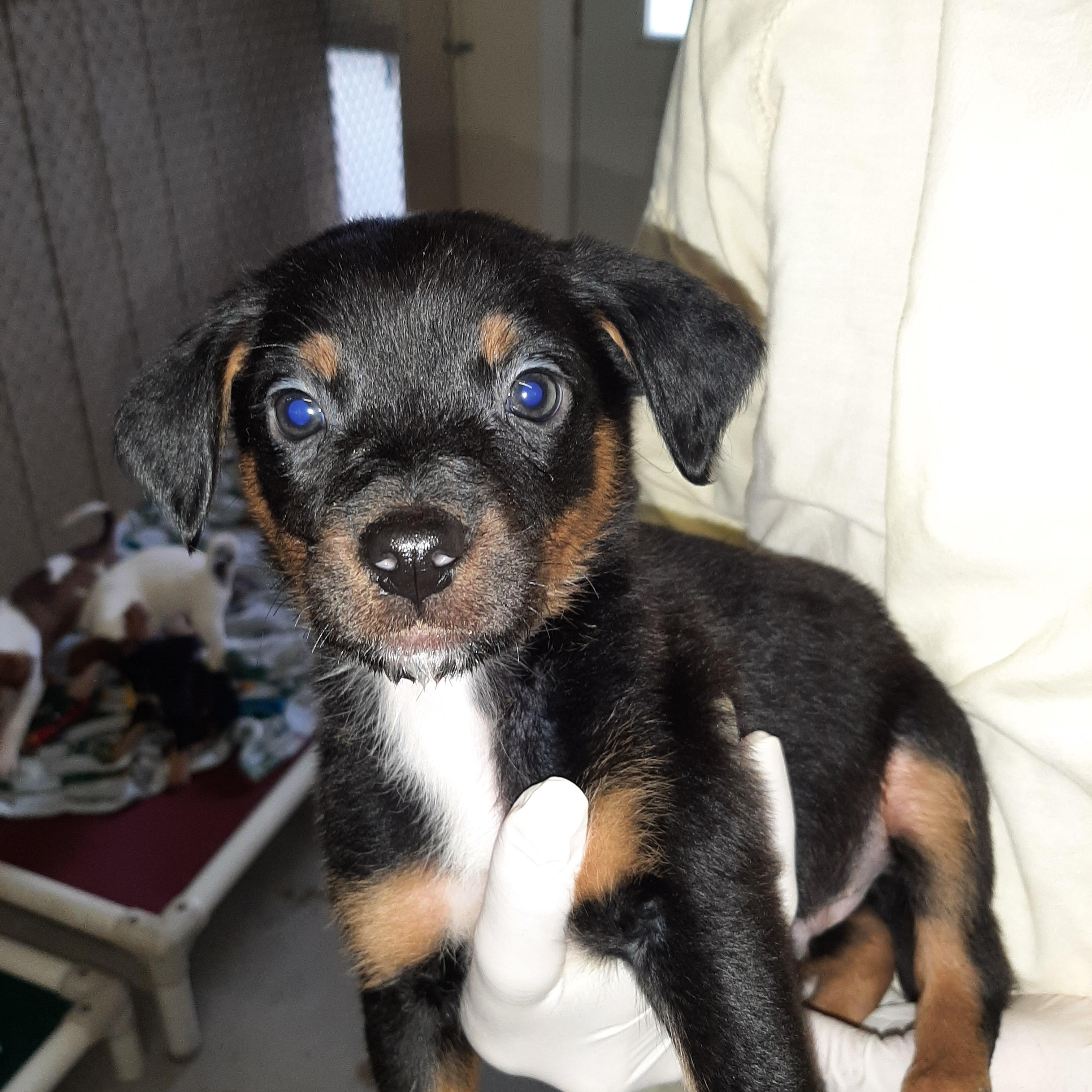 Bali, an adoptable mixed breed in Lake Odessa, MI image 4/6