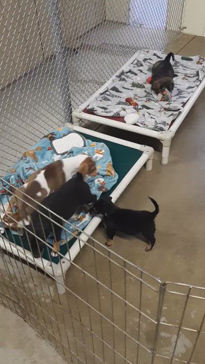 Enlarge Bali, an adoptable mixed breed in Lake Odessa, MI video 5/6