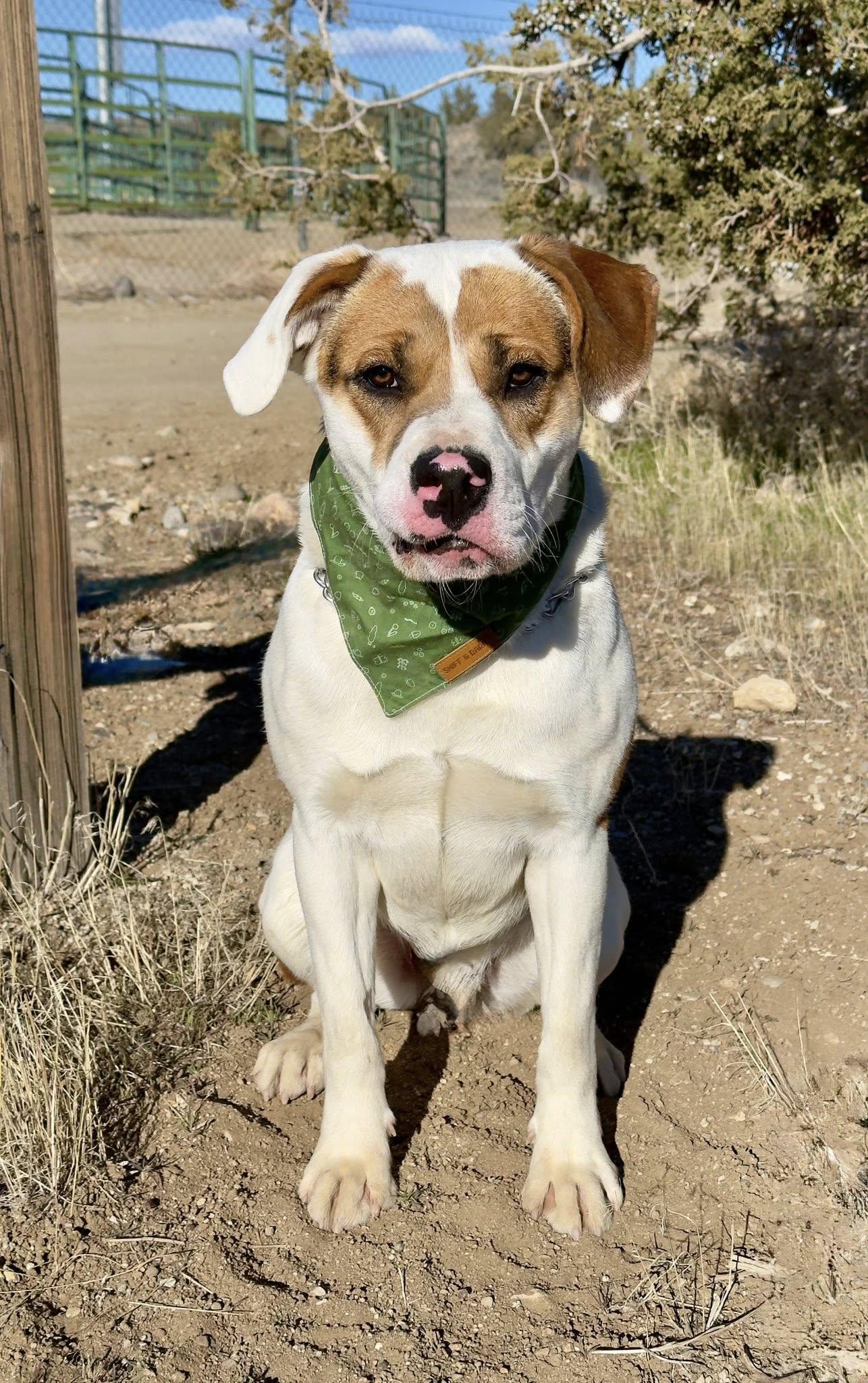 Collins, ADOPTABLE, Young Male Pit Bull Terrier.