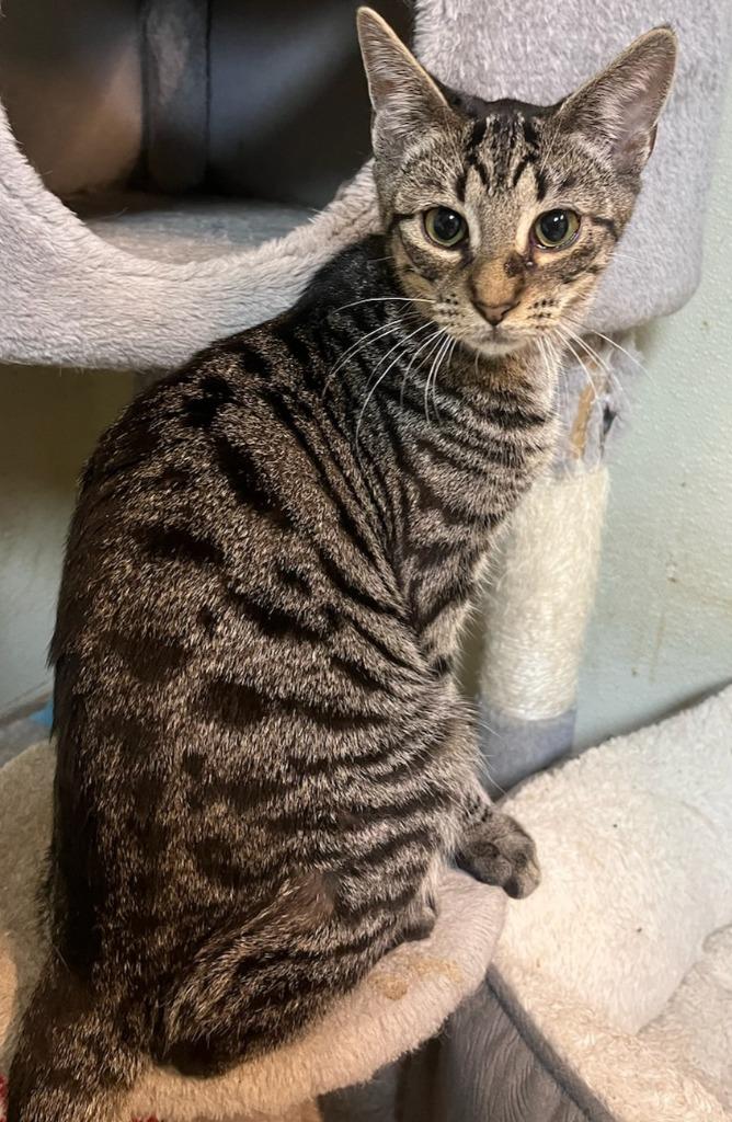 Arthur, Adoptable, Young Male Domestic Short Hair.