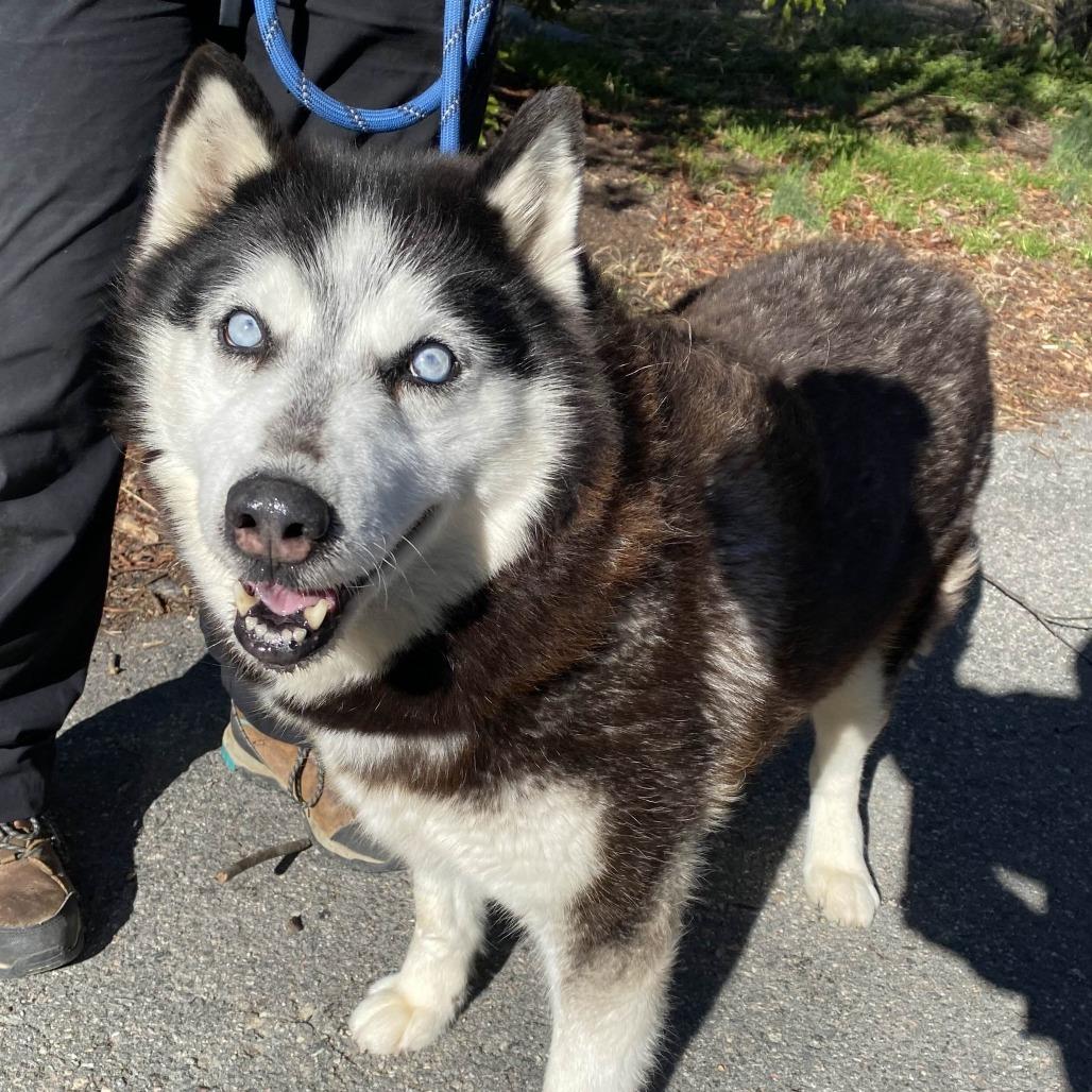 Dutchess — thumbnail 2