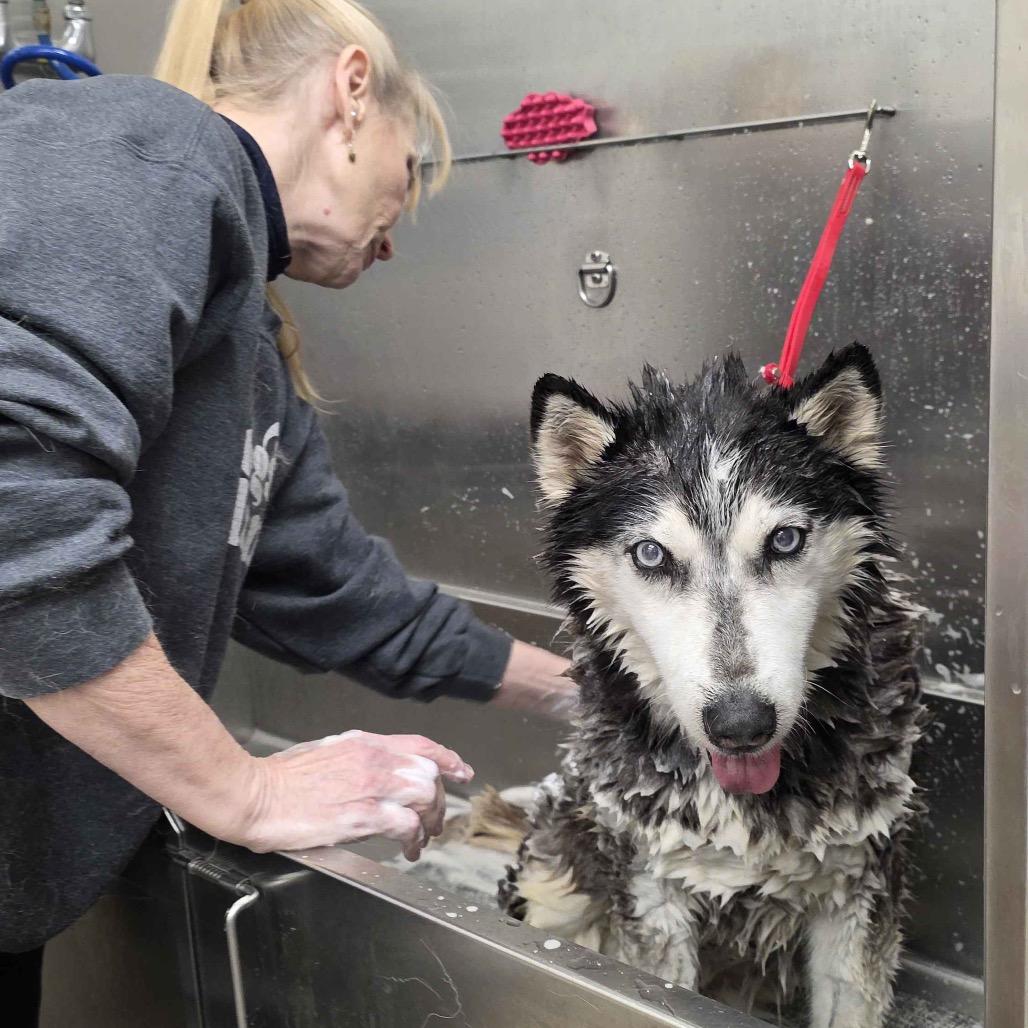 Dutchess — thumbnail 3