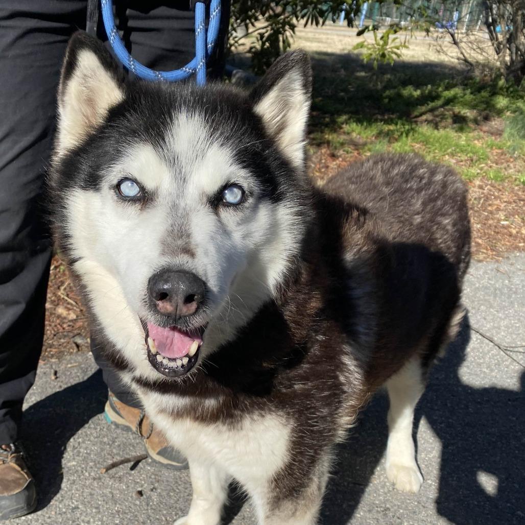 Dutchess — thumbnail 4