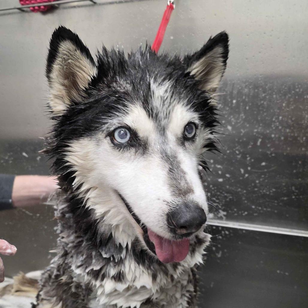 Dutchess — thumbnail 5