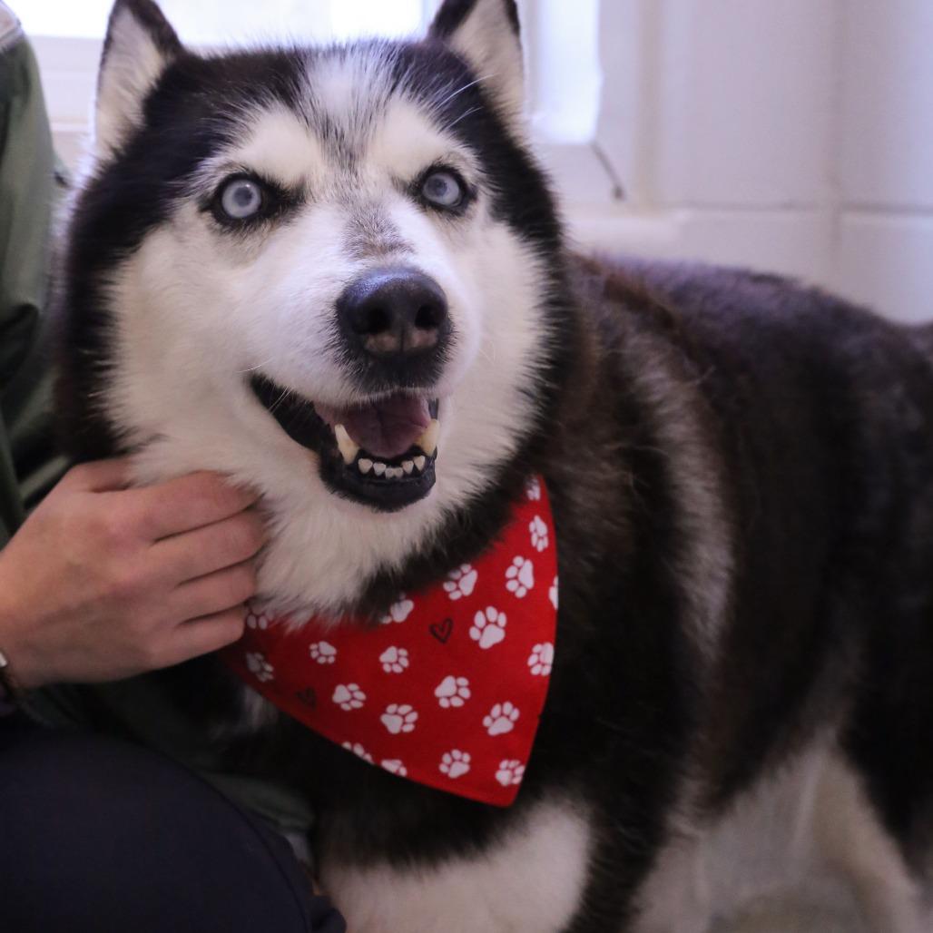 Dutchess — thumbnail 6