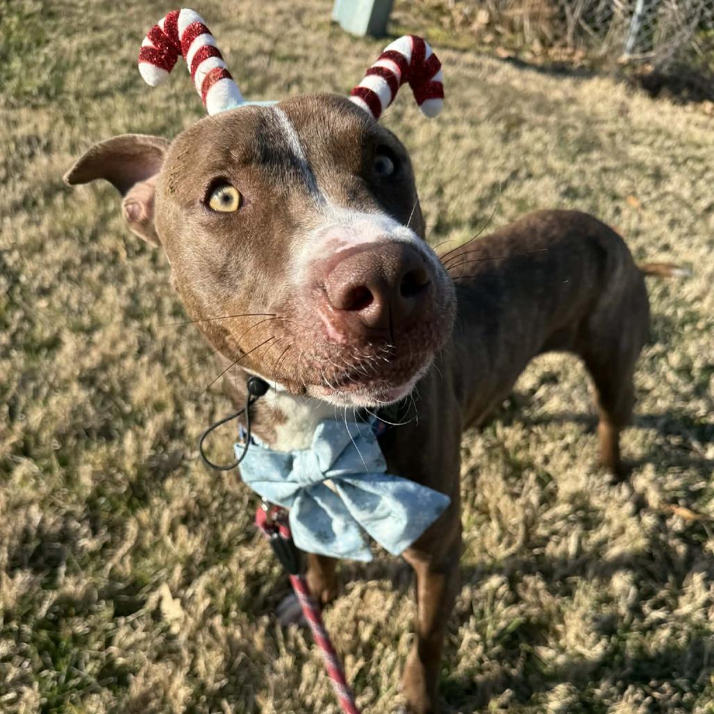 Streusel, a Adoptable mixed breed in Mooresville, NC image 1/6
