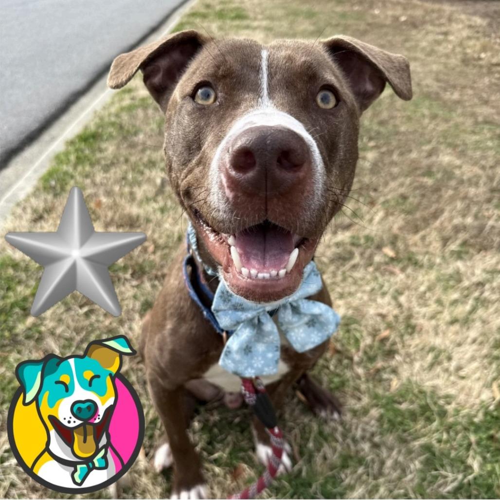 Streusel, a Adoptable mixed breed in Mooresville, NC image 2/6