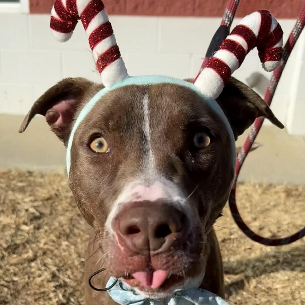 Streusel, a Adoptable mixed breed in Mooresville, NC image 5/6