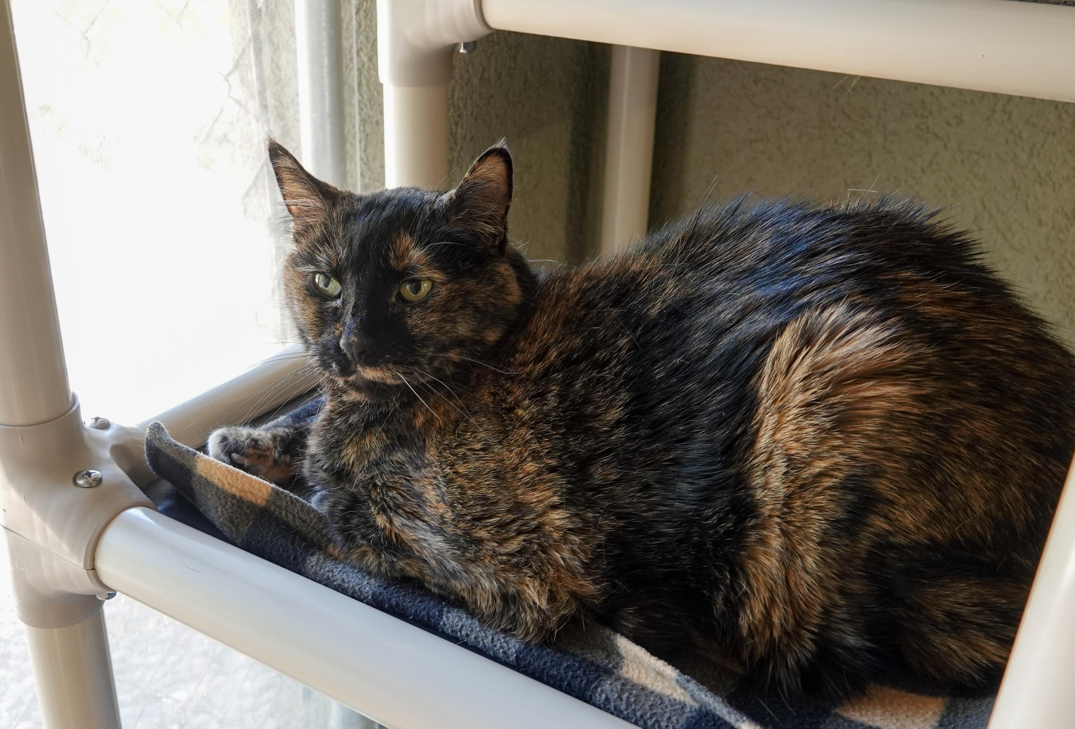 Priscilla, ADOPTABLE, Senior Female Domestic Short Hair.