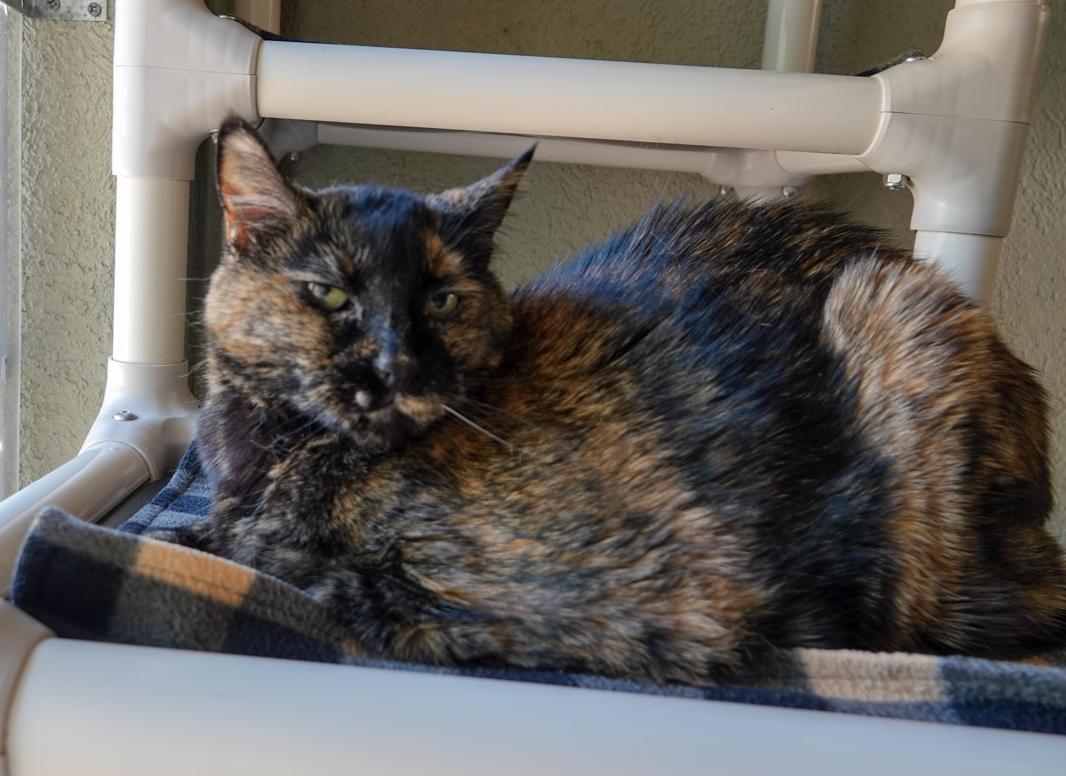 Enlarge Priscilla, a ADOPTABLE Domestic Short Hair in Boise, ID image 2/2