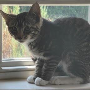Enlarge Spud, a Adoptable Domestic Short Hair in Kenhorst, PA image 2/2