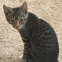 Enlarge Spud, a Adoptable Domestic Short Hair in Kenhorst, PA image 1/2