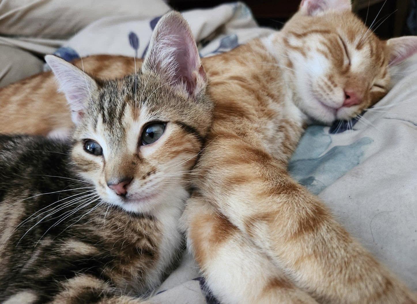 Scarlett and Tansy, ADOPTABLE, Young Female Domestic Short Hair.