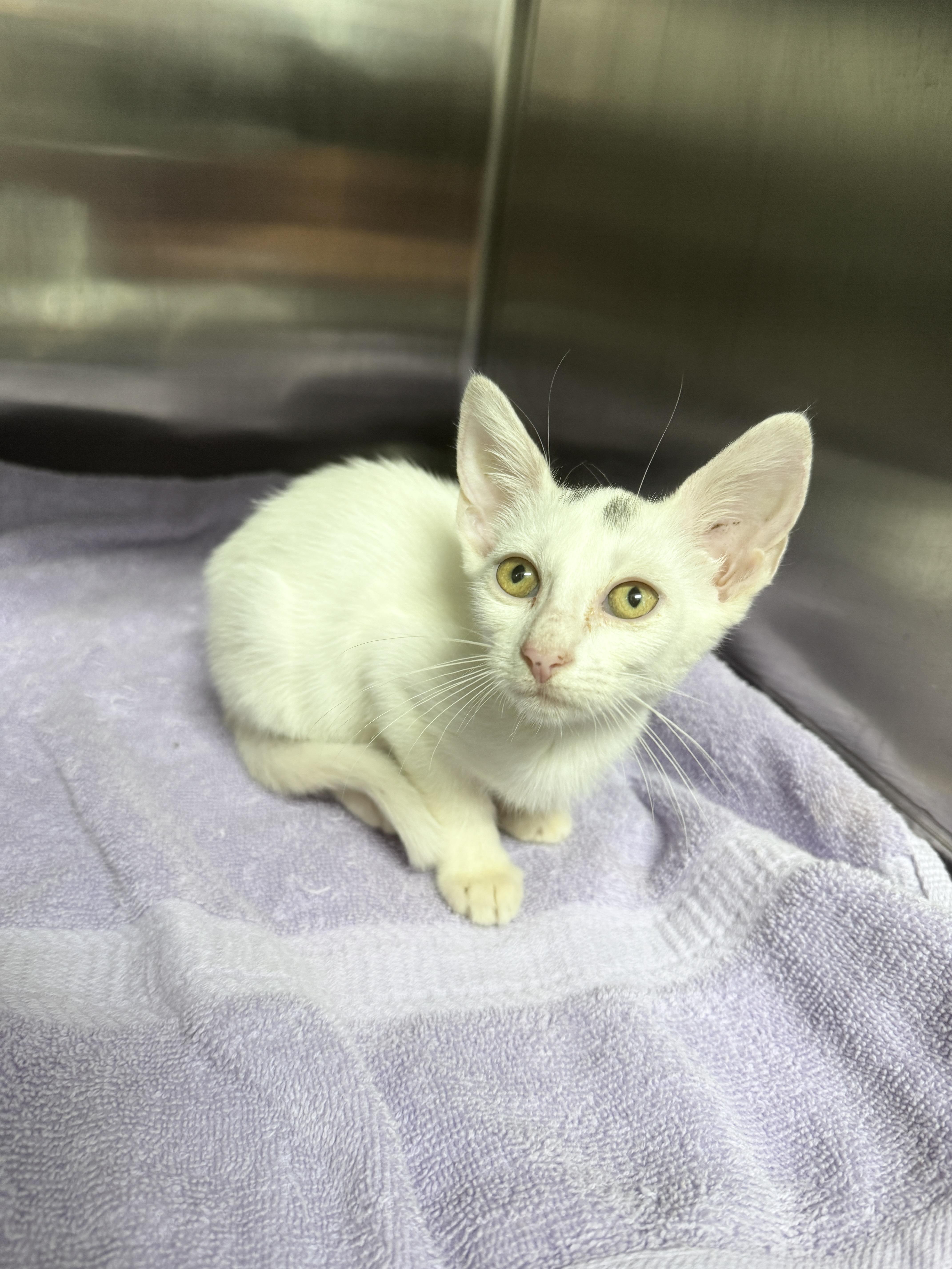 Enlarge Astrid, a ADOPTABLE mixed breed in Gainesville, FL image 1/3