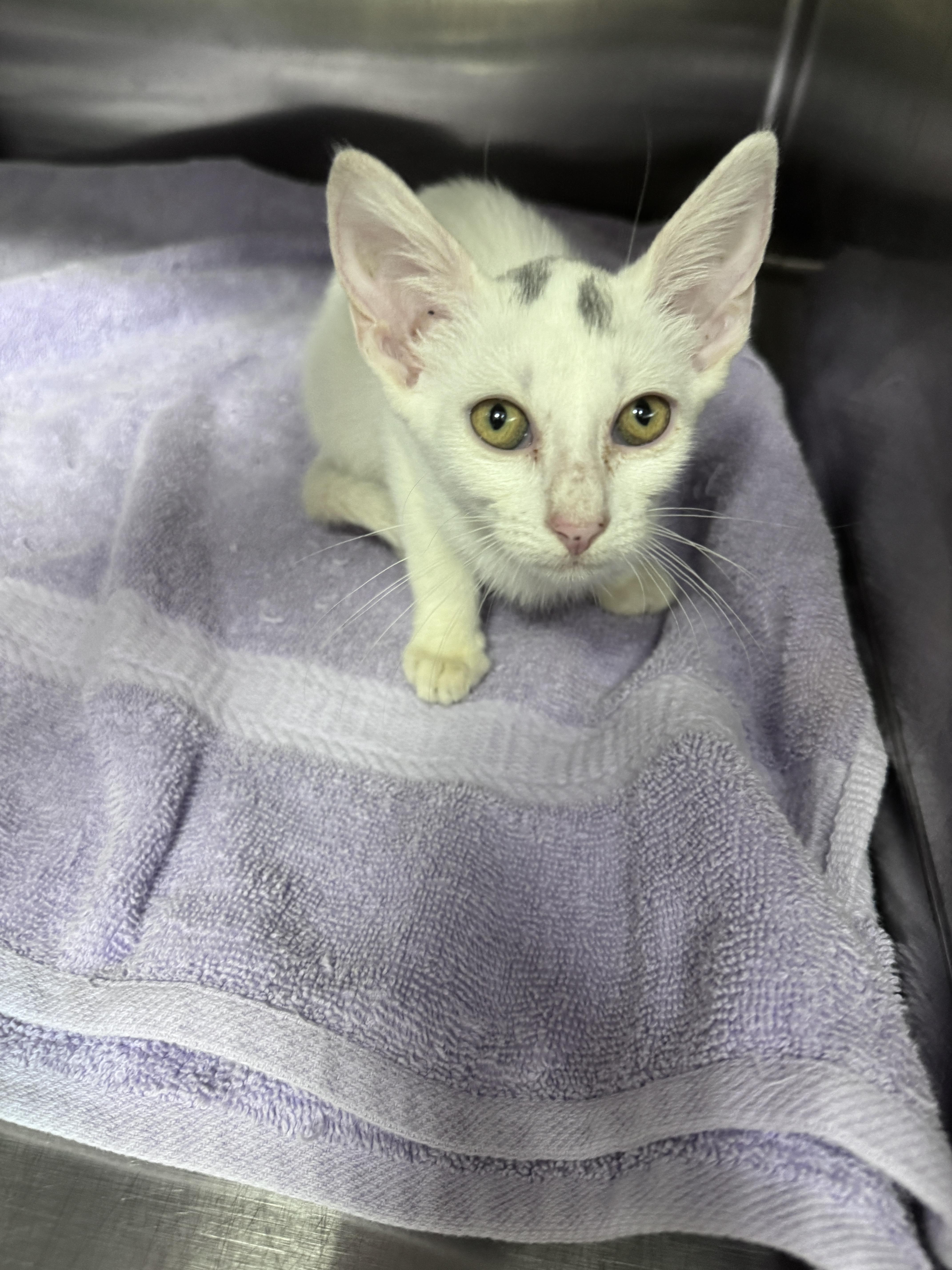 Enlarge Astrid, a ADOPTABLE mixed breed in Gainesville, FL image 3/3