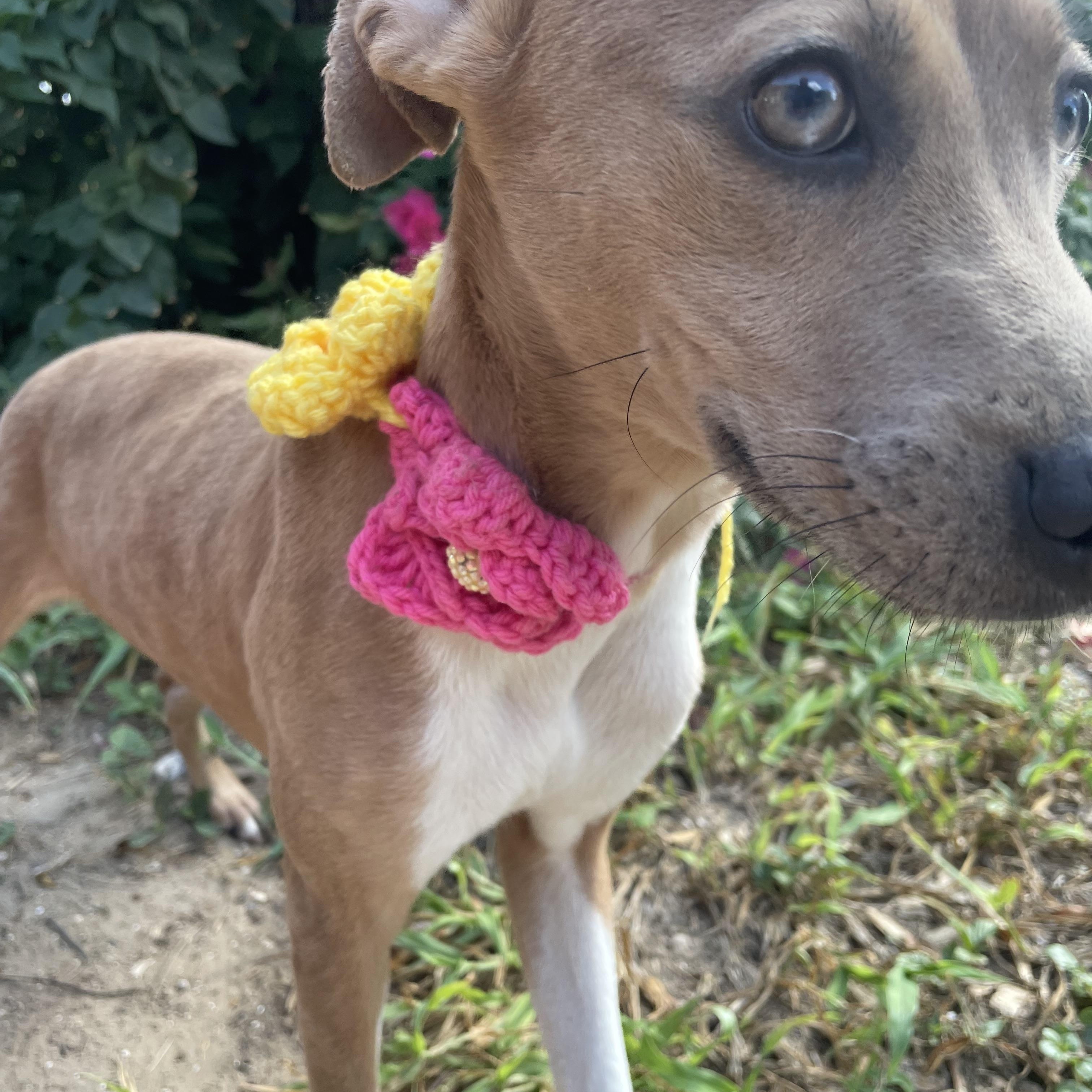 Enlarge Cielo, a Adoptable mixed breed in Burnsville , MN image 2/2