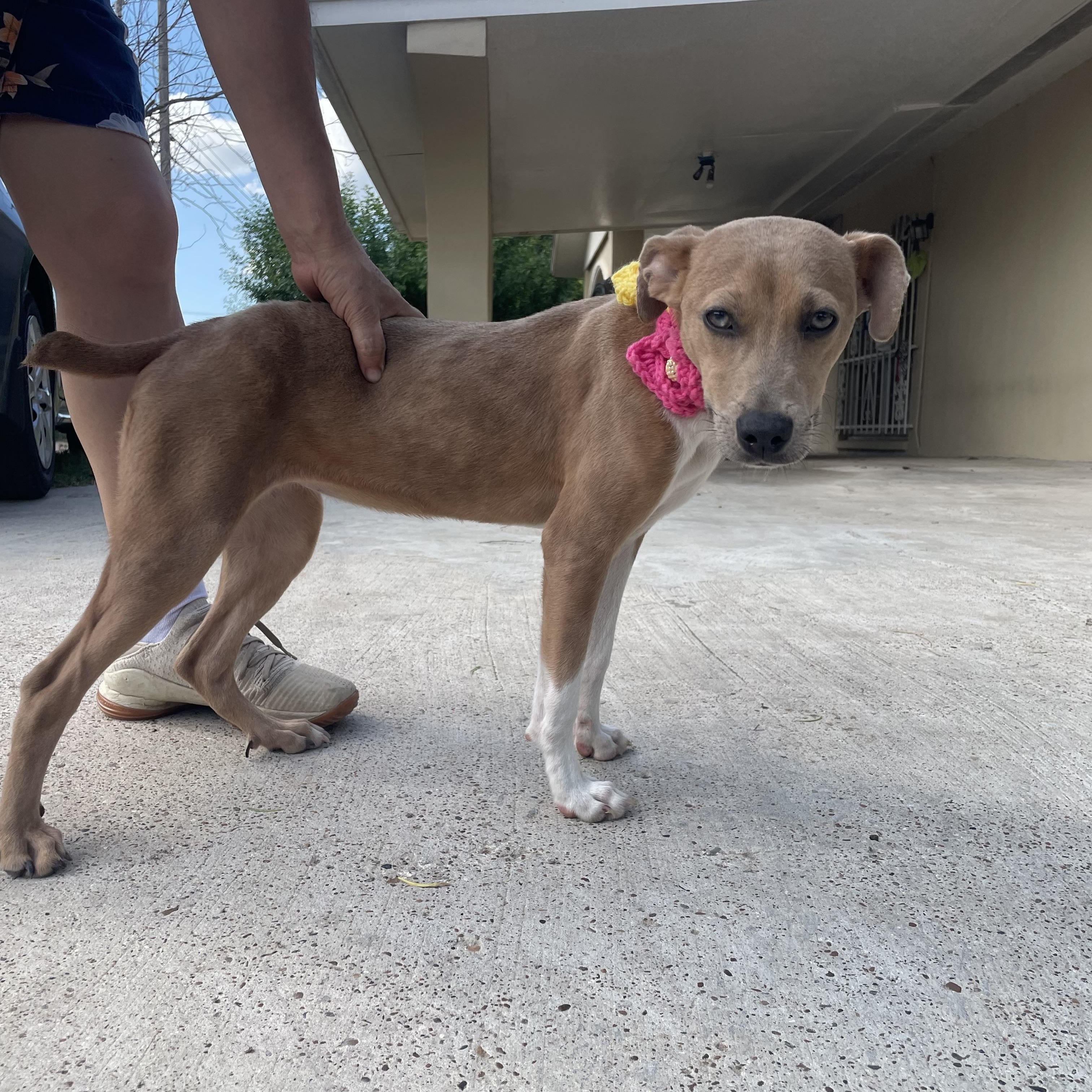 Enlarge Cielo, a Adoptable mixed breed in Burnsville , MN image 1/2