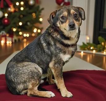 Toffee (Best Little Lap Dog), a ADOPTABLE mixed breed in Newfoundland, PA image 2/2