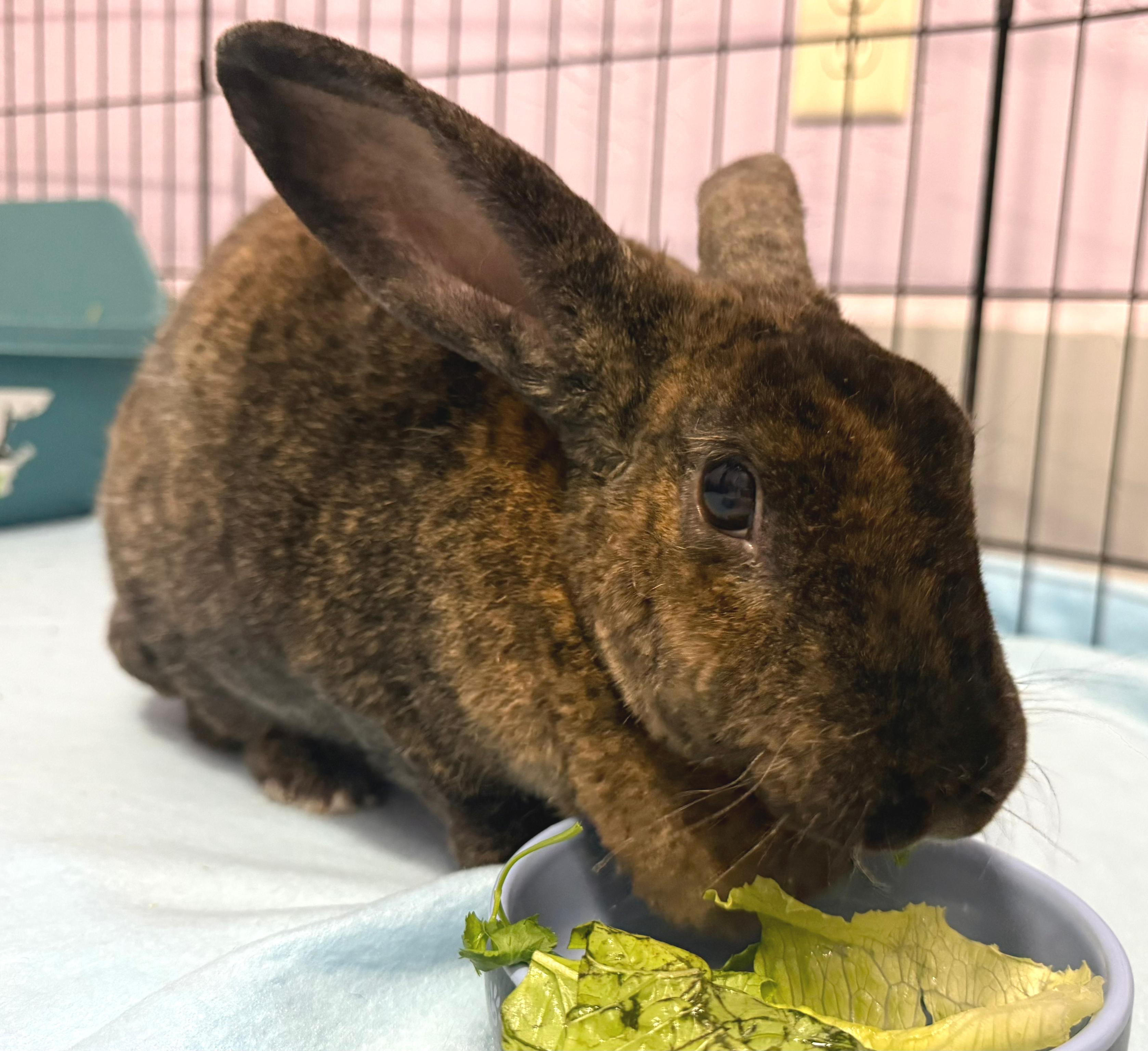 Enlarge Esther, a Adoptable Rex in Oshkosh, WI image 2/6