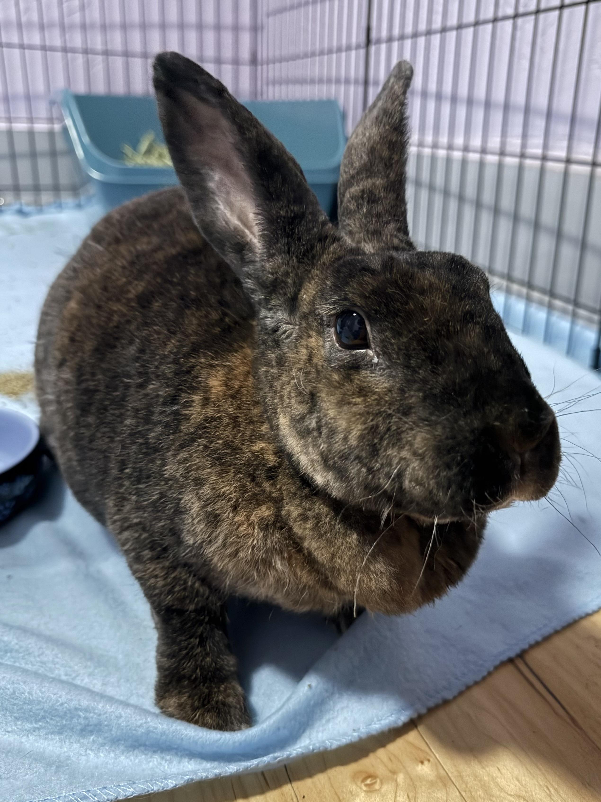 Esther, Adoptable, Adult Female Rex.