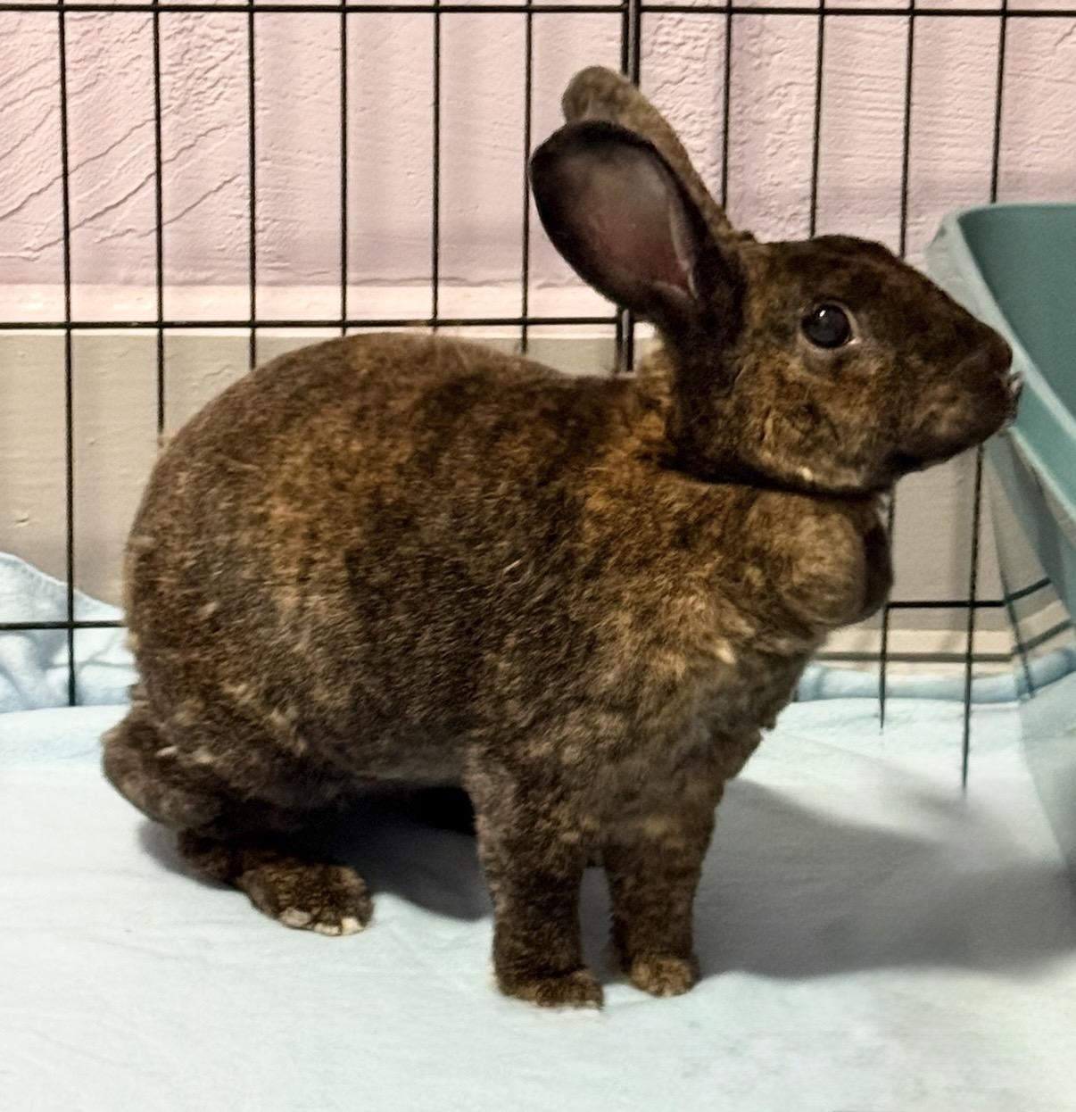 Enlarge Esther, a Adoptable Rex in Oshkosh, WI image 3/6