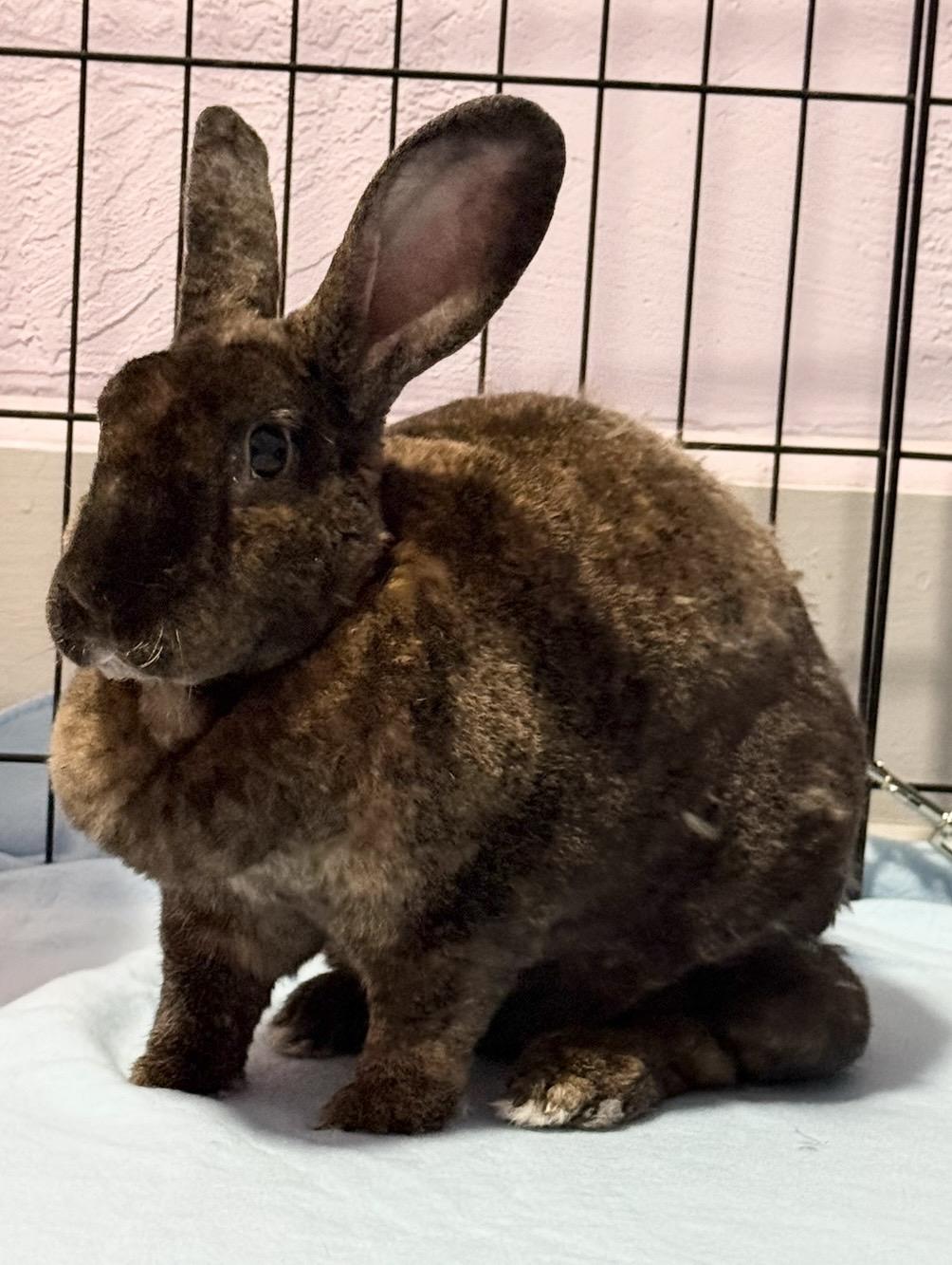 Enlarge Esther, a Adoptable Rex in Oshkosh, WI image 5/6