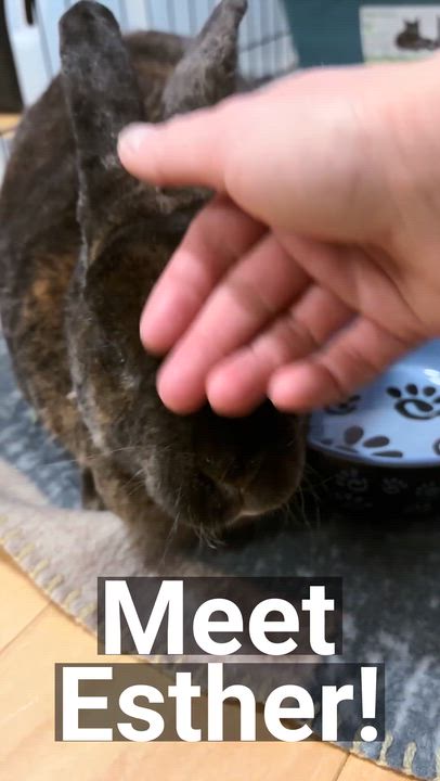 Enlarge Esther, a Adoptable Rex in Oshkosh, WI video 6/6