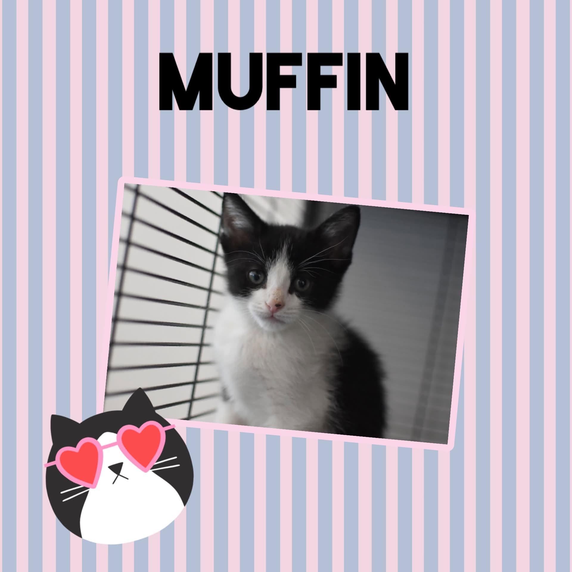 Enlarge Muffin, a ADOPTABLE Domestic Short Hair in Monticello, IN image 1/1