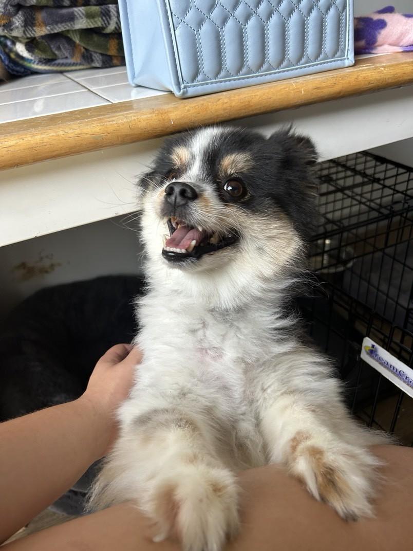 Pogo, a ADOPTABLE Pomeranian in Orleans, VT image 2/2