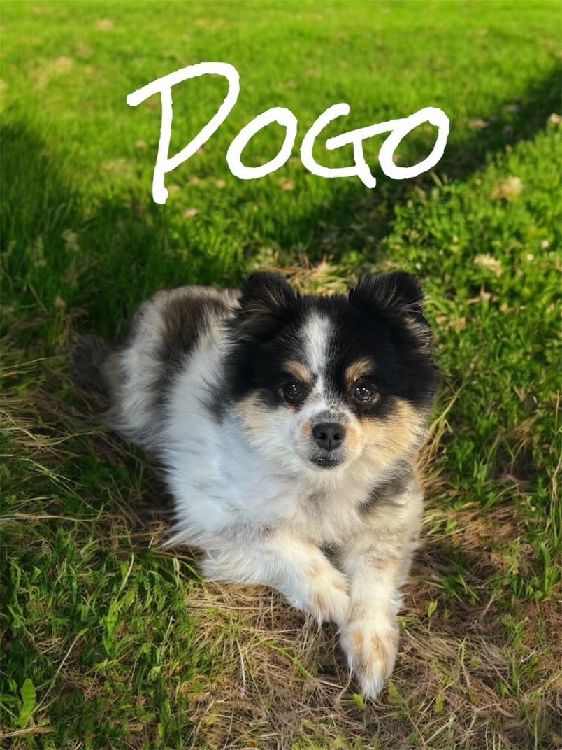 Pogo, ADOPTABLE, Adult Male Pomeranian.