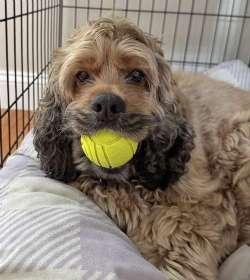 Enlarge Spike, a ADOPTABLE Cocker Spaniel in Sudbury, MA image 1/2